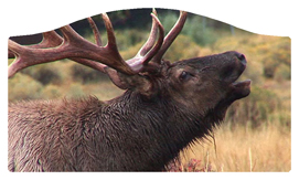 DASHELL-313 Gone Hunting (Elk)